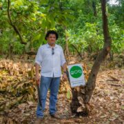 How-Cocoa-Harvested