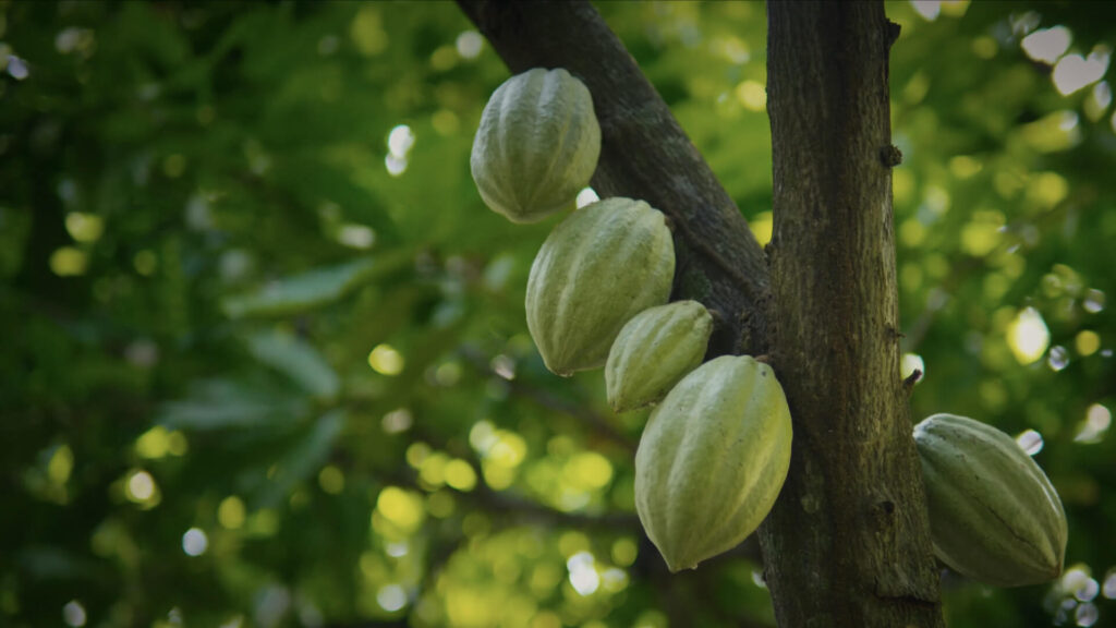 Mexico cocoa farmers