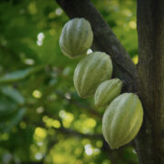 Mexico cocoa farmers