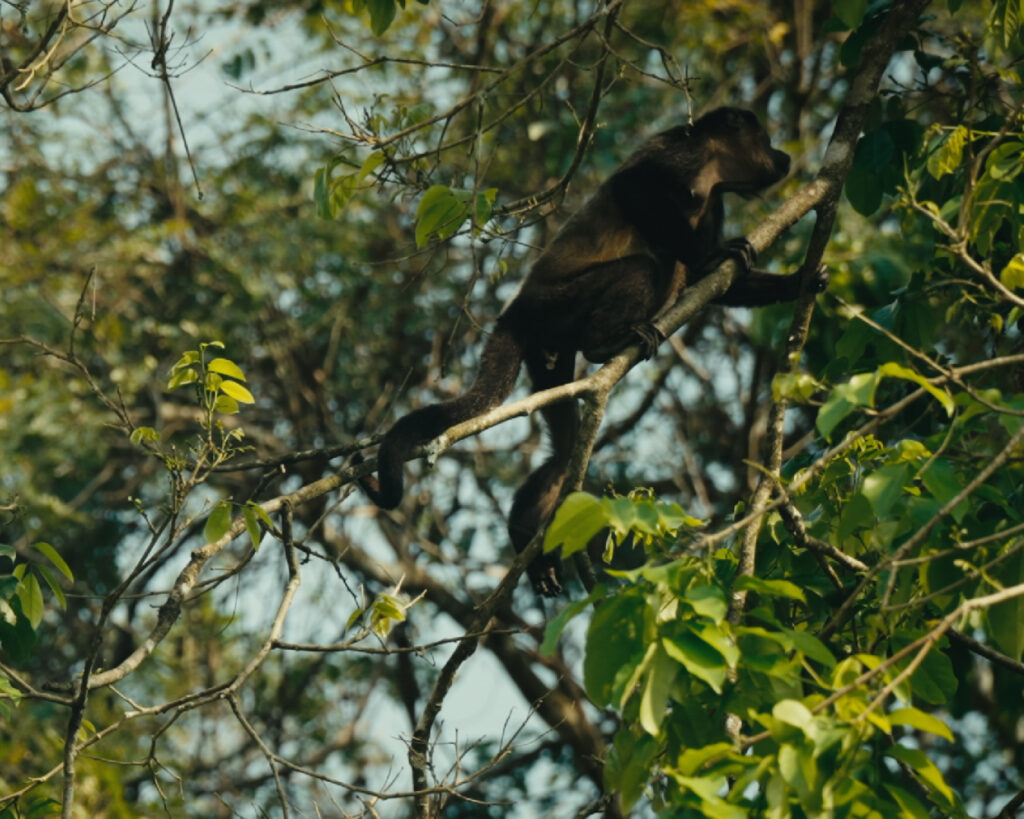 What We Learned at Hacienda La Luz: Lessons from a Mexican Cocoa Farmer 3 cacao jungle farm
