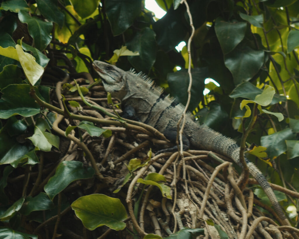 What We Learned at Hacienda La Luz: Lessons from a Mexican Cocoa Farmer 4 cacao jungle farm