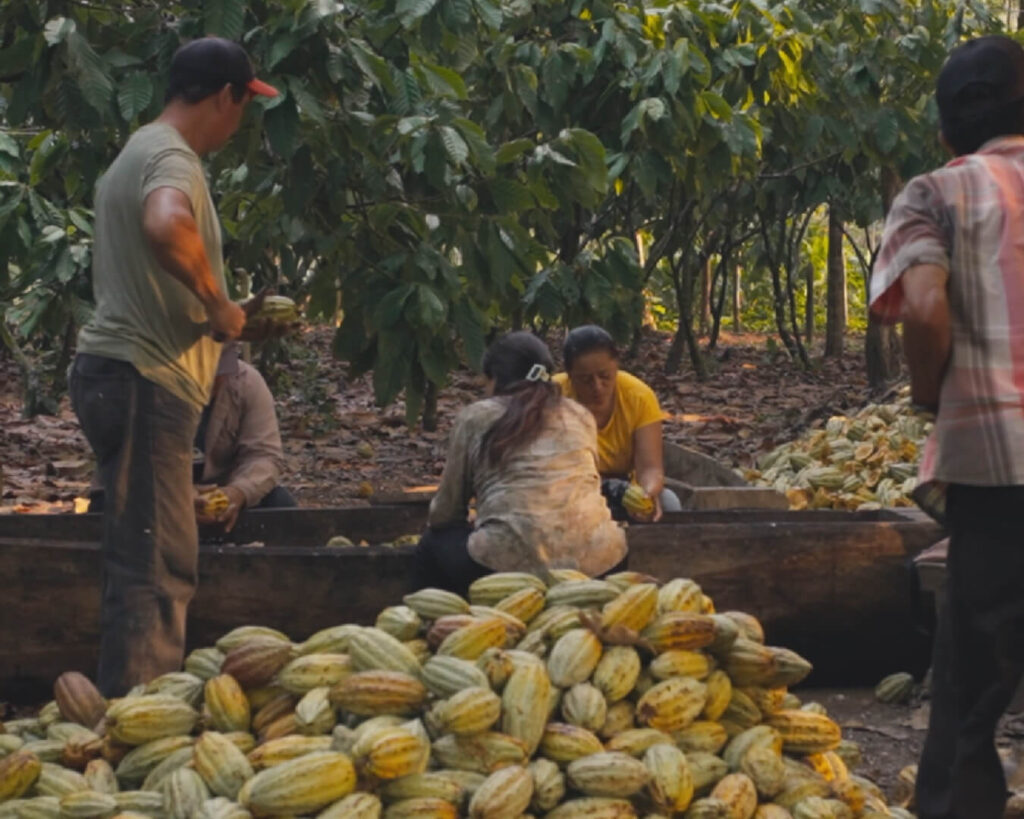 What We Learned at Finca Las Delias: Lessons from a Mexican Cocoa Farmer 4