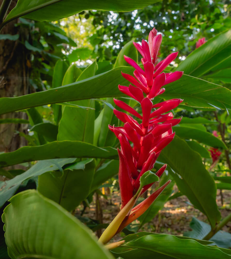 Can a Cocoa Farm Restore a Jungle? 3