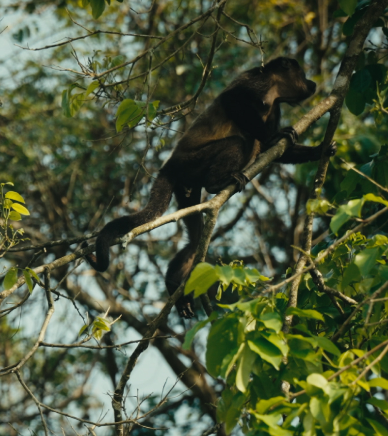 Can a Cocoa Farm Restore a Jungle? 5