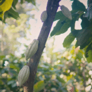 Can a Cocoa Farm Restore a Jungle? 10