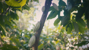 Can a Cocoa Farm Restore a Jungle? 3 Can a Cocoa Farm Restore a Jungle? 1