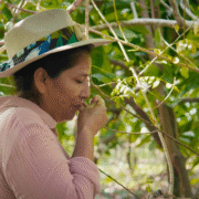 Regenerating Land, Culture and cocoa at Hacienda de la campesina 10