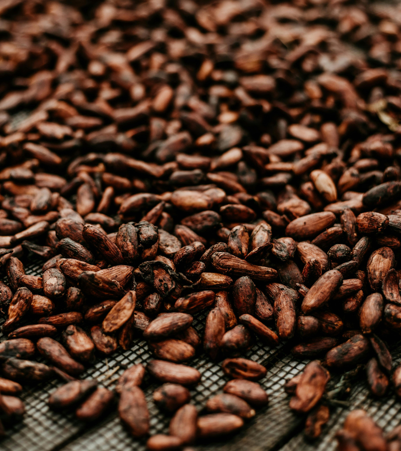 Fermenting Cocoa Beans 4