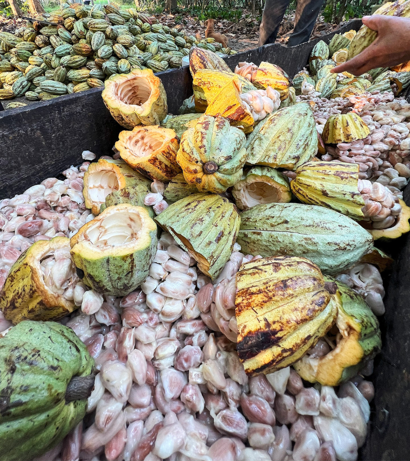 Fermenting Cocoa Beans 5