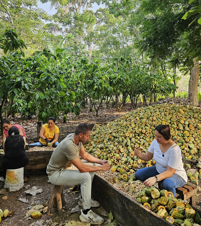 Fermenting Cocoa Beans 3