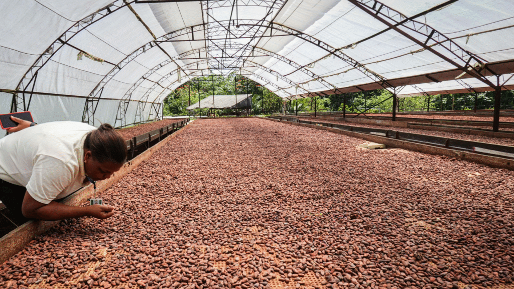 Farmers often dry cocoa beans inside of a drying structure.