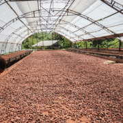 Farmers often dry cocoa beans inside of a drying structure.