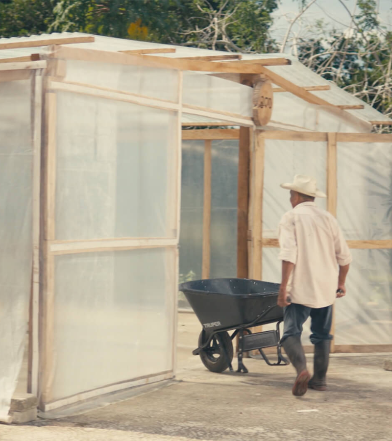 Drying cocoa beans 2