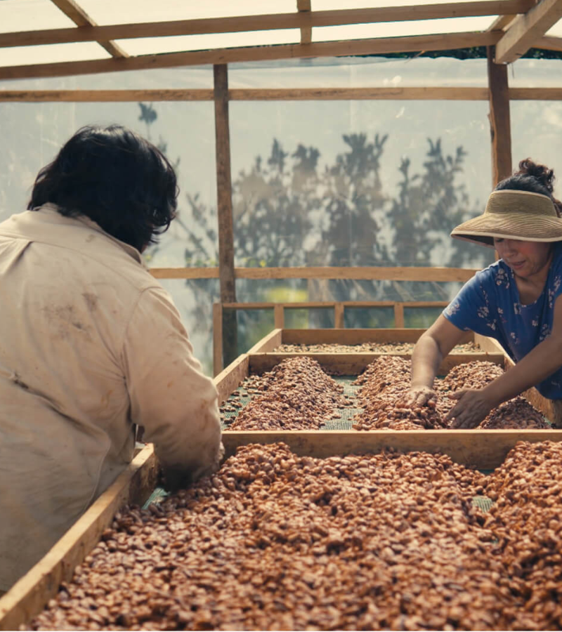 Drying Under Pressure: How Two Cocoa Farms Are Adapting to Climate Challenges 6 Drying Under Pressure: How Two Cocoa Farms Are Adapting to Climate Challenges 6