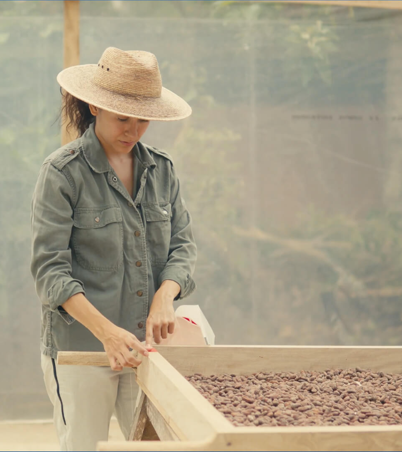 Drying Under Pressure: How Two Cocoa Farms Are Adapting to Climate Challenges 3 Drying Under Pressure: How Two Cocoa Farms Are Adapting to Climate Challenges 3