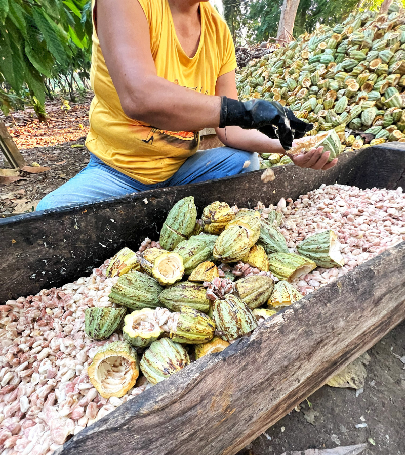 Cacao Bean Processing: From Bean to Chocolate 4