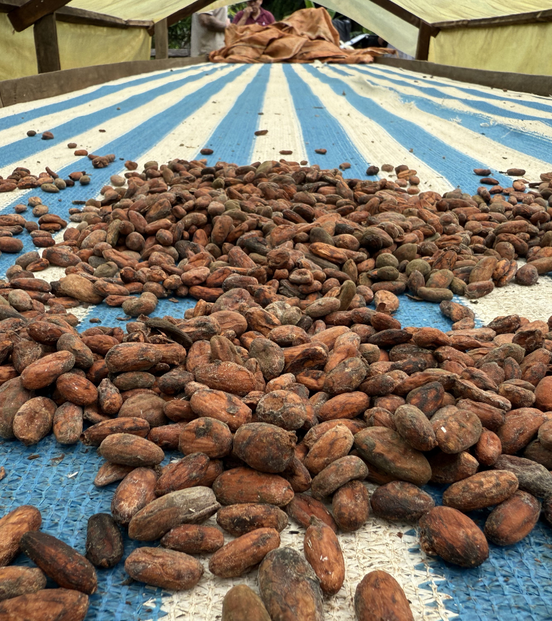 Cacao Bean Processing: From Bean to Chocolate 6