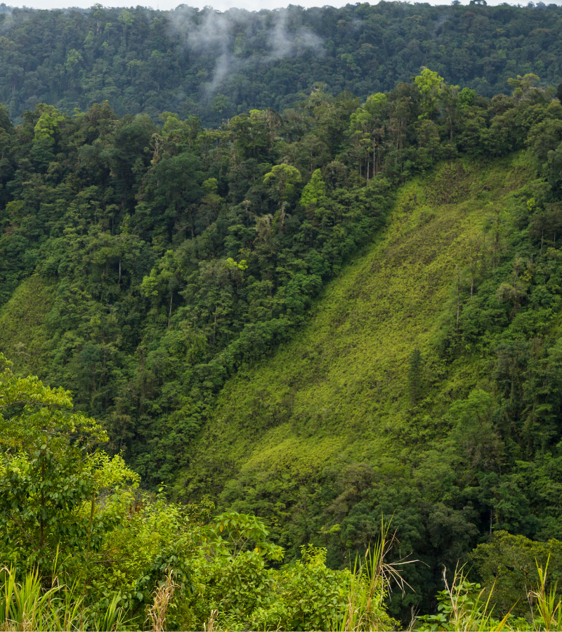Cacao Bean Processing: From Bean to Chocolate 3