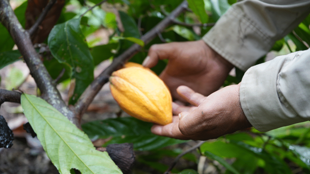 Cacao Bean Processing: From Bean to Chocolate 6
