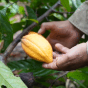 Cacao Bean Processing: From Bean to Chocolate 16
