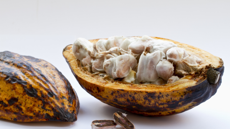 What Are Cacao Beans? Everything You Need to Know 8