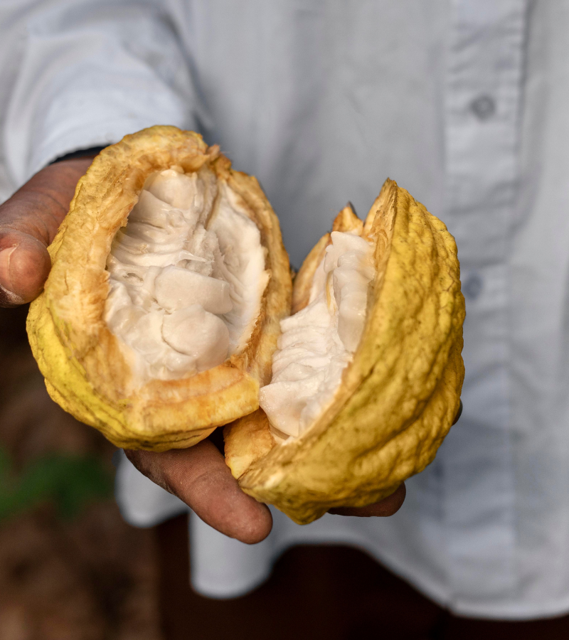 What are cacao beans? 