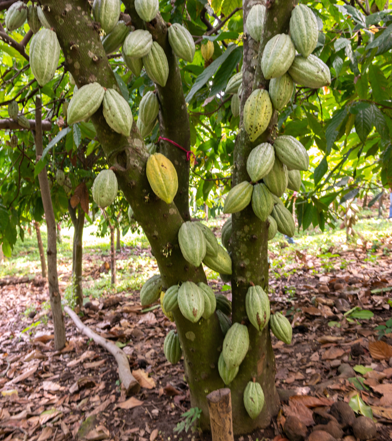 What Are Cacao Beans? Everything You Need to Know 3
